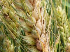 小麥赤霉病如何防治？