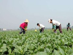 食品安全檢測儀：大力推行蔬菜標(biāo)準(zhǔn)化生產(chǎn)