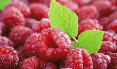 我國(guó)出口覆盆子檢測(cè)出諾如病毒 已銷至多國(guó)