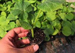 食品快檢儀器加快果蔬農(nóng)殘檢測(cè)效率