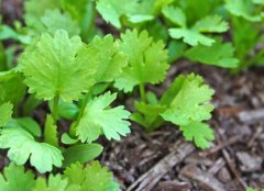 購(gòu)買果蔬農(nóng)殘檢測(cè)儀，為何要選擇山東云唐？