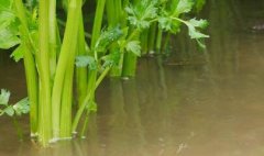 肉制品檢測(cè)儀價(jià)格，該如何選擇？