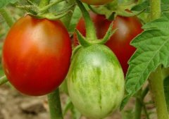 如何購(gòu)買高性價(jià)比食品安全檢測(cè)儀？