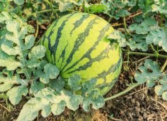 農(nóng)殘快速檢測(cè)儀連續(xù)檢測(cè)穩(wěn)定性強(qiáng)