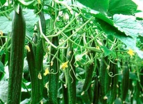 食品安全檢測(cè)儀