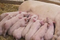 屠宰場(chǎng)為何要配備獸藥殘留速測(cè)儀？